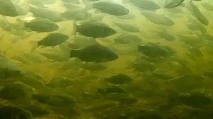 ТОП 10+ СЕКРЕТНЫХ ПРИМАНОК НА КАРАСЯ