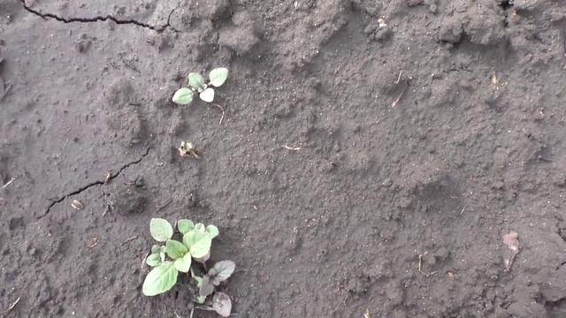 Итоги всходов цветов многолетников