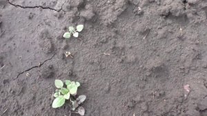 Итоги всходов цветов многолетников