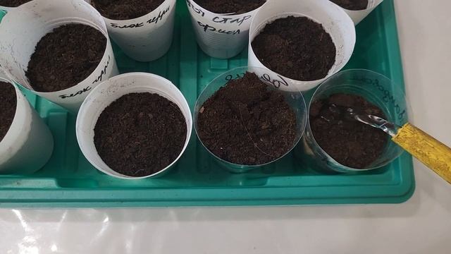 СЕЮ ПЕРЕЦ БЕЗ ПИКИРОВКИ🌶🌶🌶УРОЖАЯ ВСЕГДА МОРЕ! смотреть онлайн