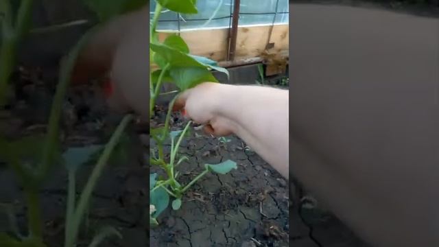 23 июня подвязка и пасынкование огурцов в теплице смотреть онлайн