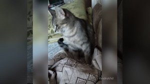 У Кошечки Барсы с хозяйкой полный консенсус
