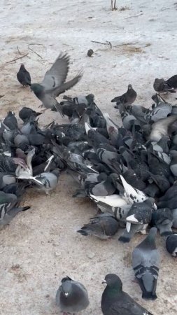 Красноярск голуби 🕊️7.12.24