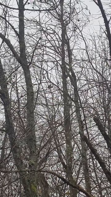 Сидит довольная  #леснойскобарь #2024 #осень #белка #бело? смотреть онлайн