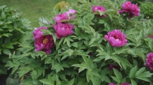 Последний день весны....