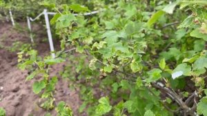 Двенадцать привлекательных растений - медоносов, цветущих в мае