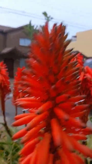 Как цветёт алоэ | Мексека| 🇲🇽 | 😂😂😂 смотреть онлайн