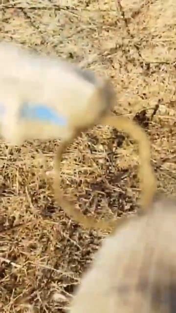 Какая-то древнятина!! Кольцо? #shorts # #копатель #металлои? смотреть онлайн