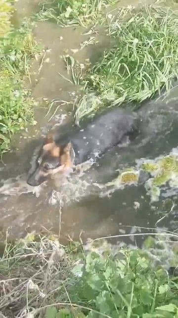 Жара в Белгородской области в мае #деревня #корова #мол смотреть онлайн