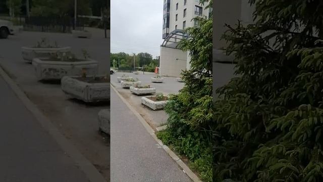 Квакание лягушек на последней минуте