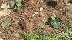 Обзор огорода 06.06.25. Первый урожай 🍅🥒