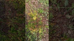 1000055825.mp4 Барбарисы