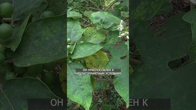 СЕКРЕТ ОГРОМНОГО УРОЖАЯ 🍆