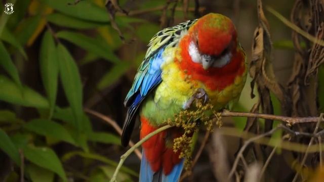 Nature Birds Sounds For Relaxing _ Most Amazing Birds of the World _ Stress Reli смотреть онлайн