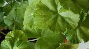 Из маленького черенка Пеларгонии пышный кустик