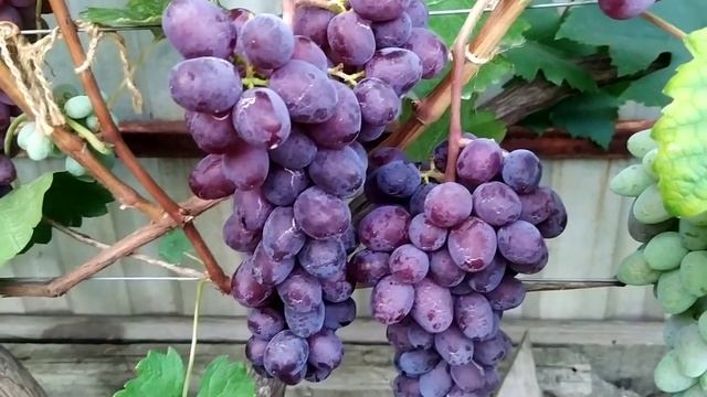 Клубничный виноград с карамельным вкусом Теплова Тат?