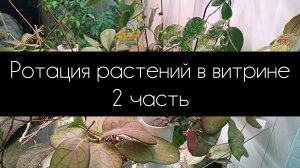 ротация растений в витрине 2 часть