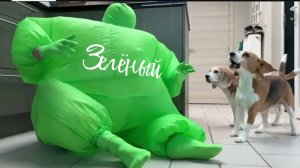 Собачки и зелёный надувной человек
