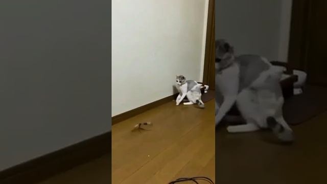 #161 Самые смешные животные. Приколы с котами и собаками