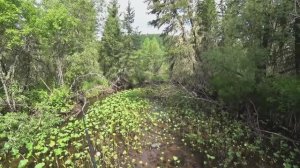 Забрались в Дебри ТАЙГИ#  Из под Коряг БЕРЁТ КРУПНЫЙ ХАРИУС# попал на клёв Хариуса!