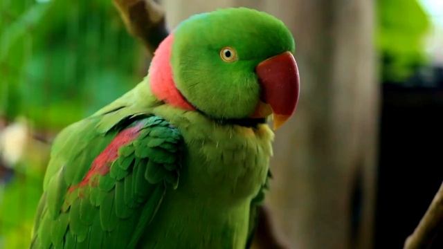 CUTE PARROTS _ COLORFUL BIRDS _ RELAXING SOUNDS _ STUNNING NATURE _ BEAUTIFUL PE