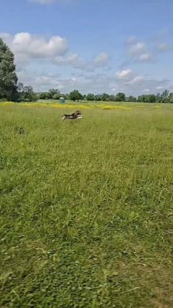 На скорости Каюра