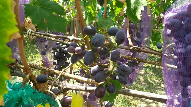 8 августа 2024 г. виноград Сказка Херсон 👍🍇🇺🇦 смотреть онлайн