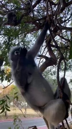 В контакте с очковыми лангурами.🐒