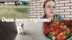 VLOG Много клубники!🍓