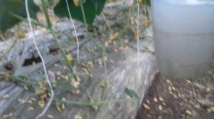 Древесная Зола как Удобрение. Рабочий способ подкормк