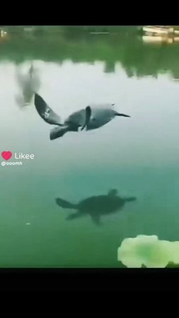 черепаха летает