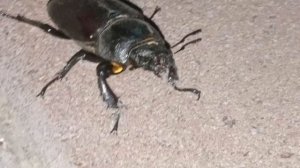 Lucanus barbarossa (лат.) — крупный европейский жук рода Lucanus из семейства рогачей. 06-06-2025