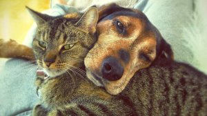 😹Это не просто коты и собаки. Это актёры, комики и драматурги в одном лице.
