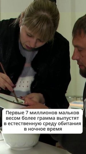 Выпуск молоди лосося на Сахалине. 1 миллиард мальков кеты и горбуши отправятся в реки