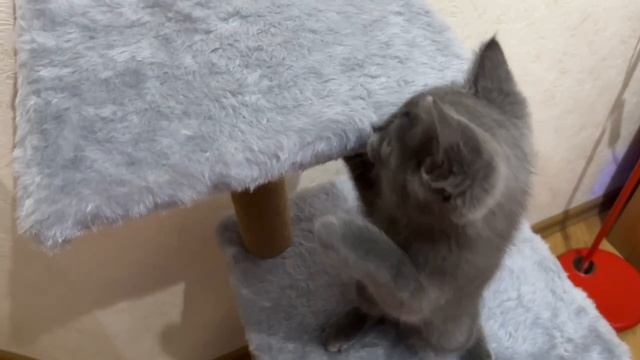 Играюсь на своём любимом домике, всем котикам рекомендую такой)