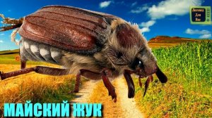 2 часть Учим насекомых и их звуки | Учим названия и голо