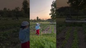 Завершение работ на грядках