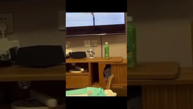эти забавные котики