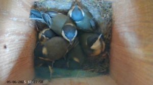 Синичник - День пятьдесят второй (05.06.2025) часть 2