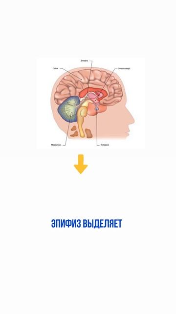 💫Друзья, я продолжаю знакомить вас с Эннеатипологией.