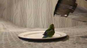 Попугай купается - Попугай Тотоша.