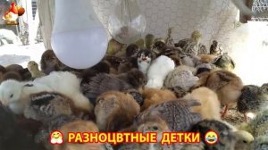 Цыплята и утята милые пушистики растут на радость хозяину (25)
