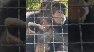 Шимпанзе умеют завести публику #Парк львов Тайган #тайган