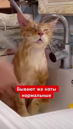 Котэ вштырило
