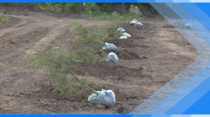06.06.2025    Саженцы хвойных деревьев высадили на Гагарина