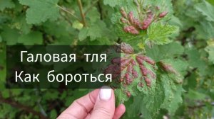 Красные бугры на смородине. Это тля. Как бороться