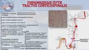 5. ВИДЕОУРОК - ДВИГАТЕЛЬНЫЕ ПИРАМИДНЫЕ ПУТИ