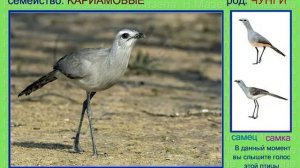 Кариама. Голоса птиц