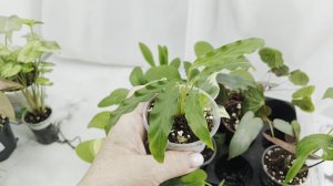 Предложение по излишкам растений на 06.06.25г 🌸🌿🌸