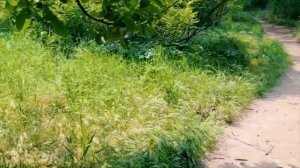 Михалычу ВЫПЛАСТАЛИ ВЕРХНИЕ ЗУБЫ! Просит СВАРИТЬ ТЮРЮ! #мамаотличника #михалыч